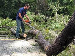 Why Choose Our Tree Removal Services in Heber, UT?