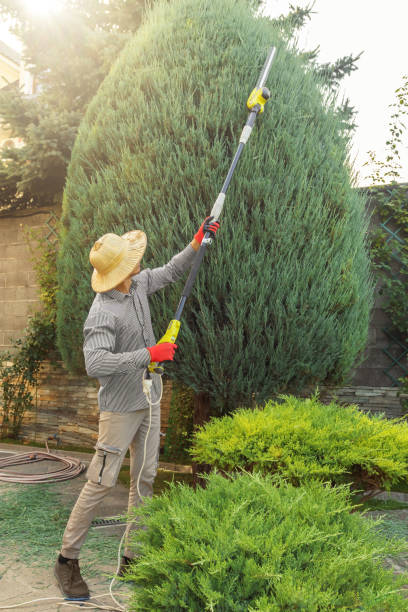 Best Commercial Tree Services  in Heber, UT