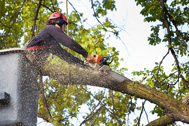 Best Stump Grinding and Removal  in Heber, UT